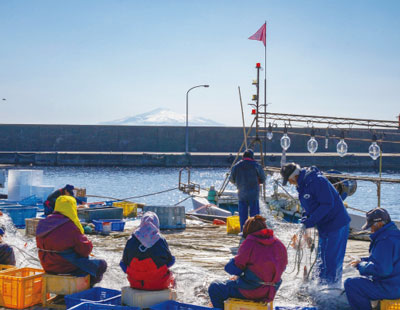 奥に鳥海山を臨む飛島港・鱈の水揚げ風景